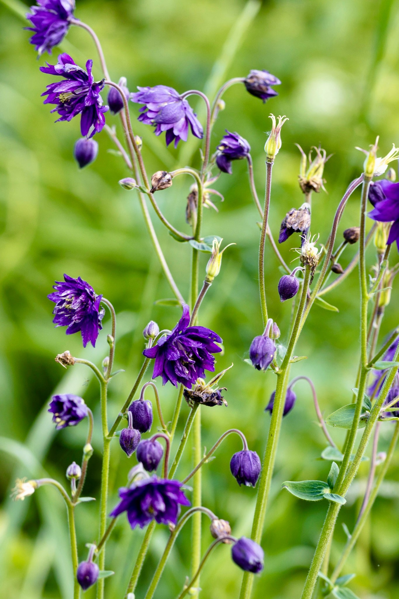 Aquilegia vulgaris 'purple barlow'-Angelo
