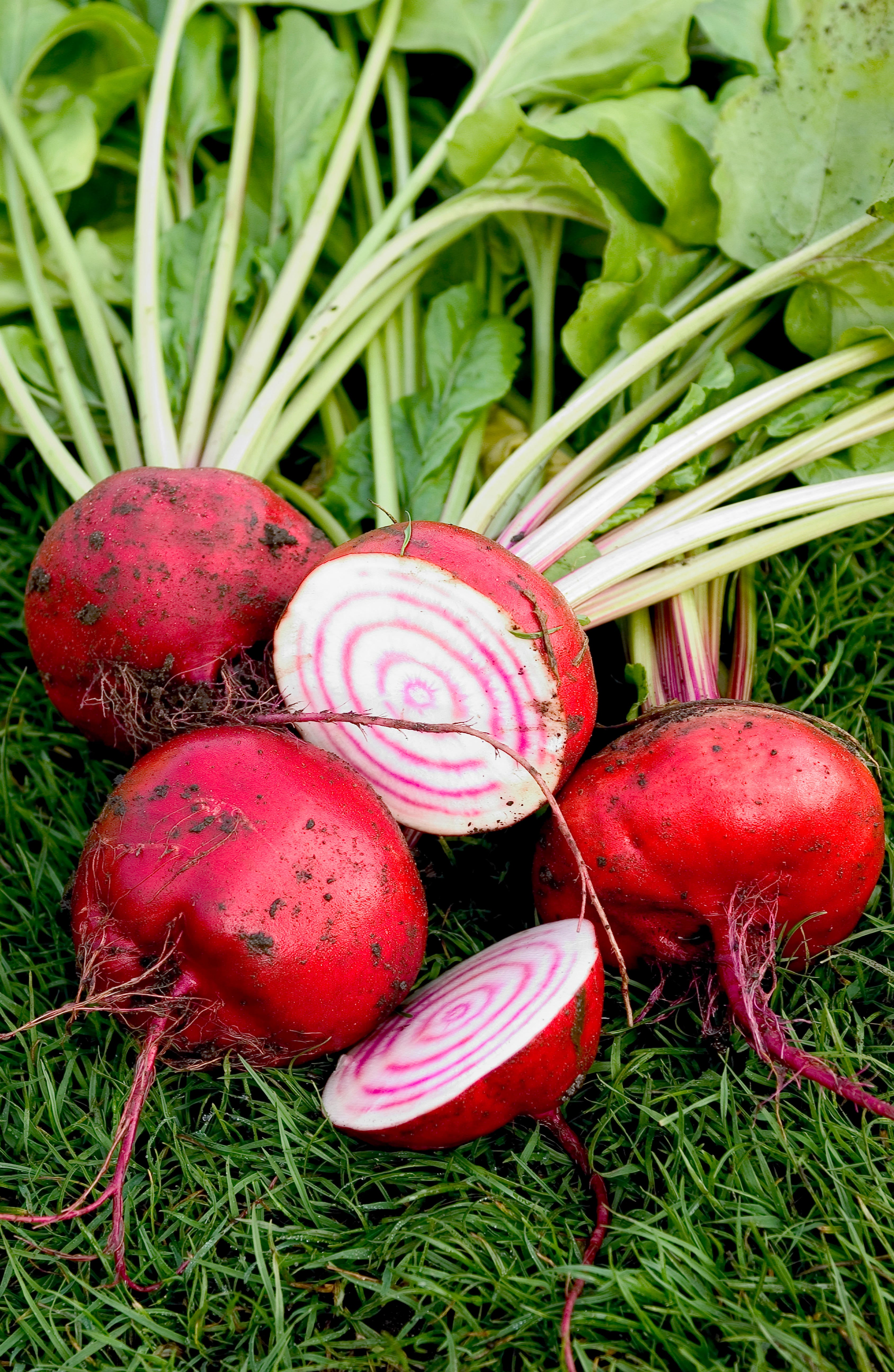 Biet 'Tondo di Chioggia'-Angelo