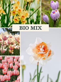 Bloembollenpakket: Bio Mix met verschillende soorten biologisch bloembollenpakket in kleurrijke bloemen.
