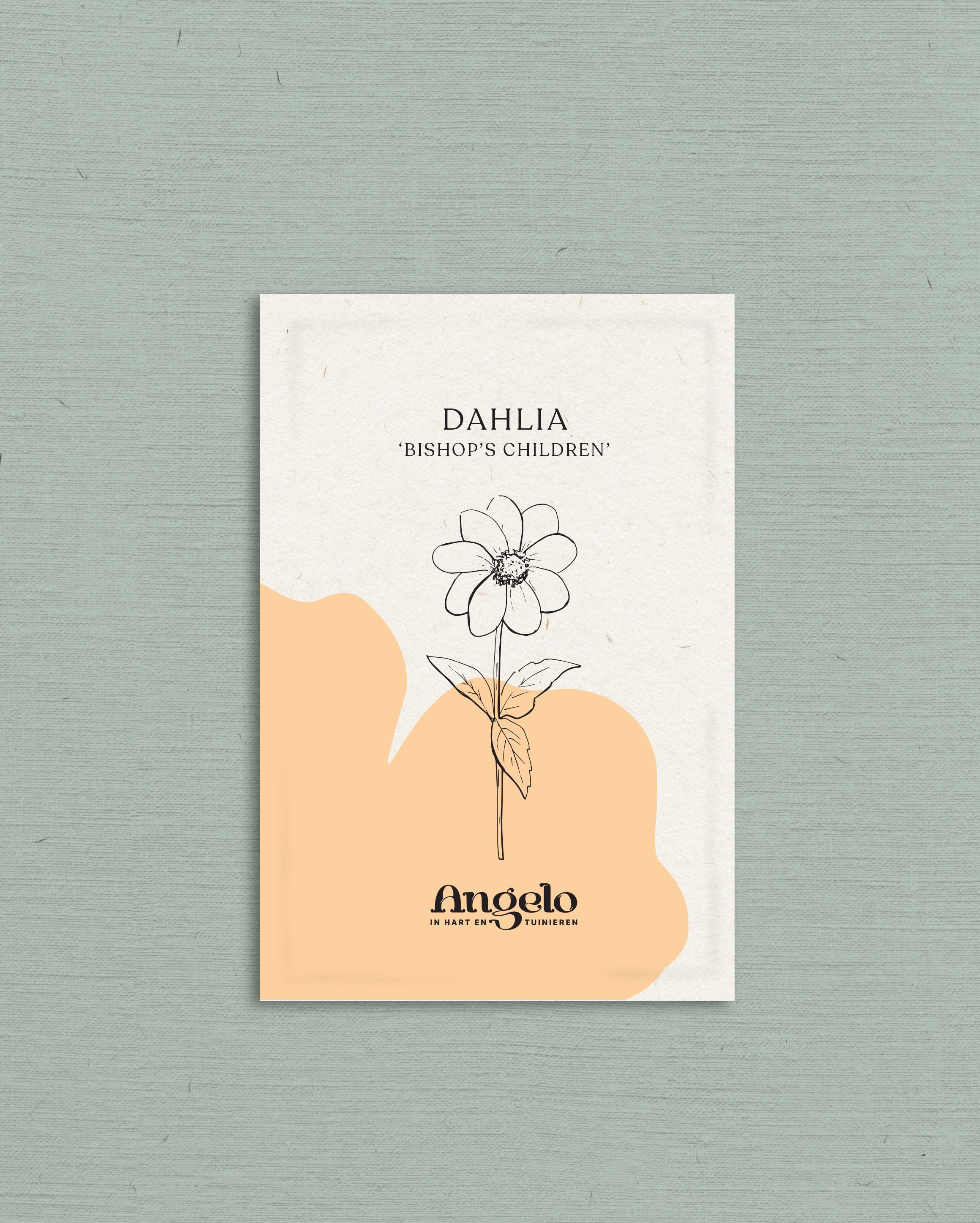 Dahlia hybrida &
