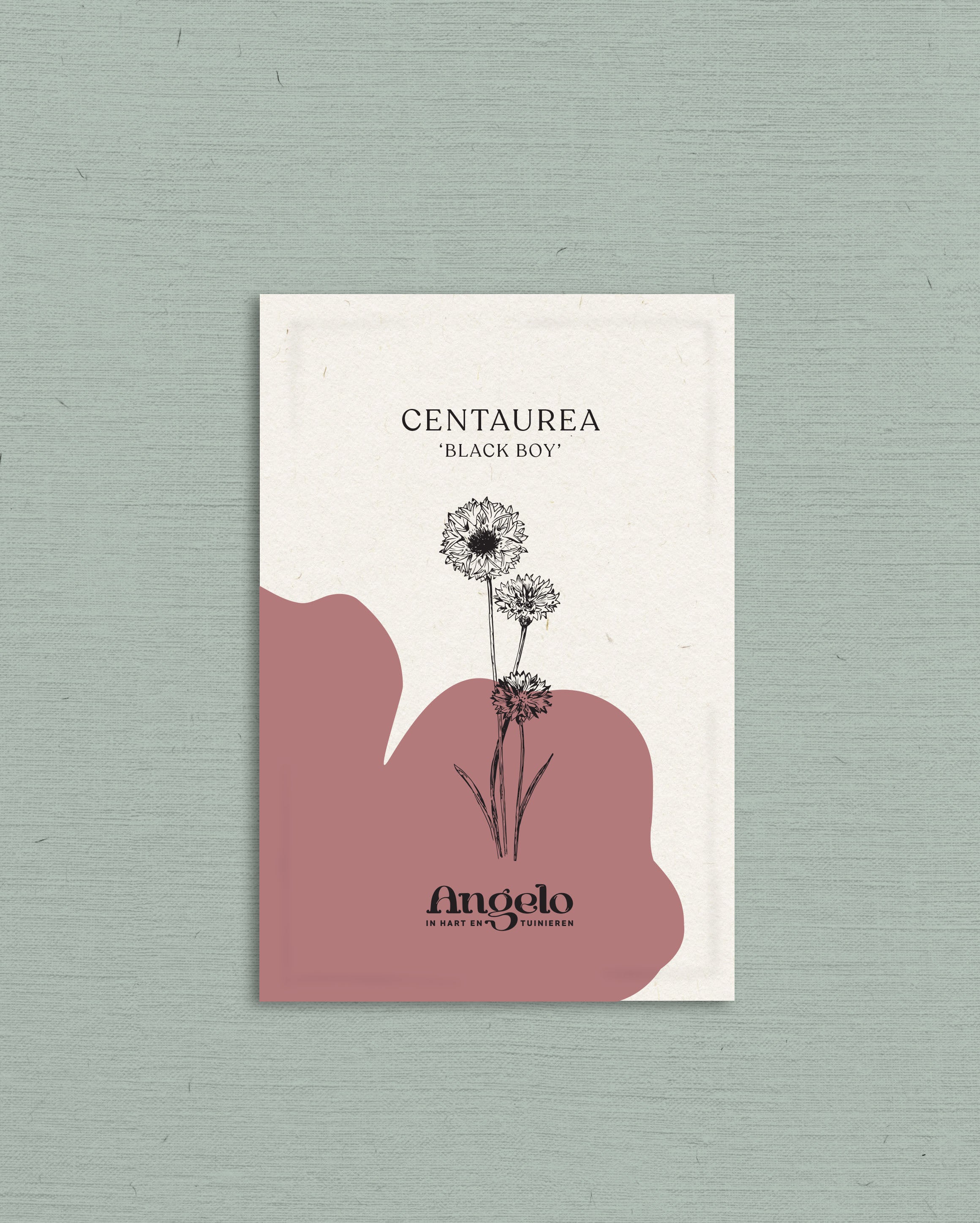 Centaurea cyanus &