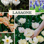 Bloembollenlasagne pakket met kleurrijke bloembollen in verschillende soorten en lagen, perfect voor een bloeiende tuin.