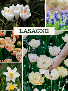 Bloembollenlasagne pakket met kleurrijke bloembollen in verschillende soorten en lagen, perfect voor een bloeiende tuin.