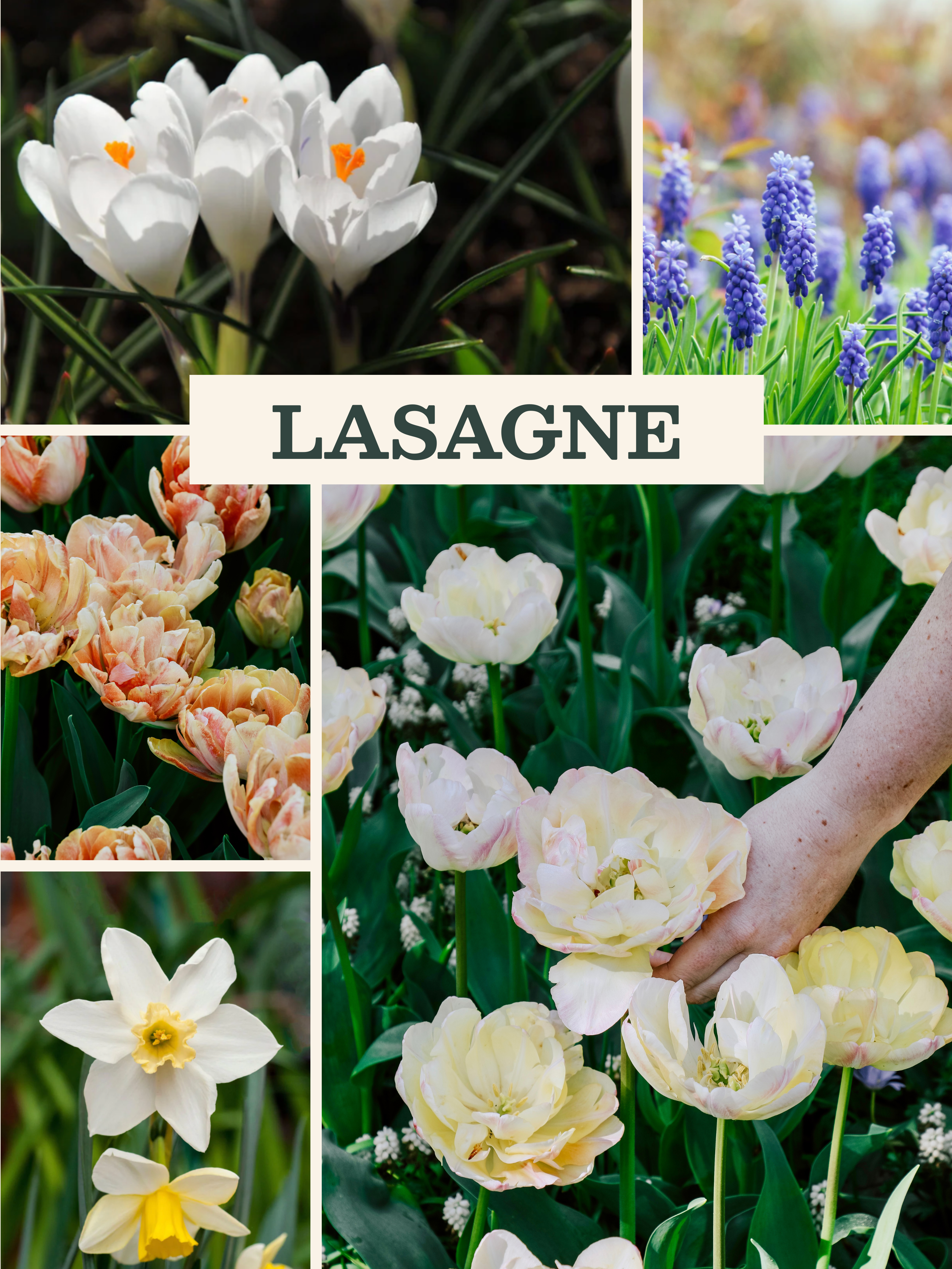 Bloembollenlasagne pakket met kleurrijke bloembollen in verschillende soorten en lagen, perfect voor een bloeiende tuin.