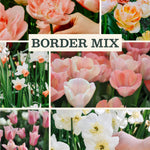 Bloembollenpakket voor borders met roze en witte tulpen en narcissen in een stijlvolle mix.