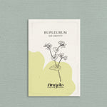 Bupleurum rotundifolium 'qis Griffiti'-Angelo