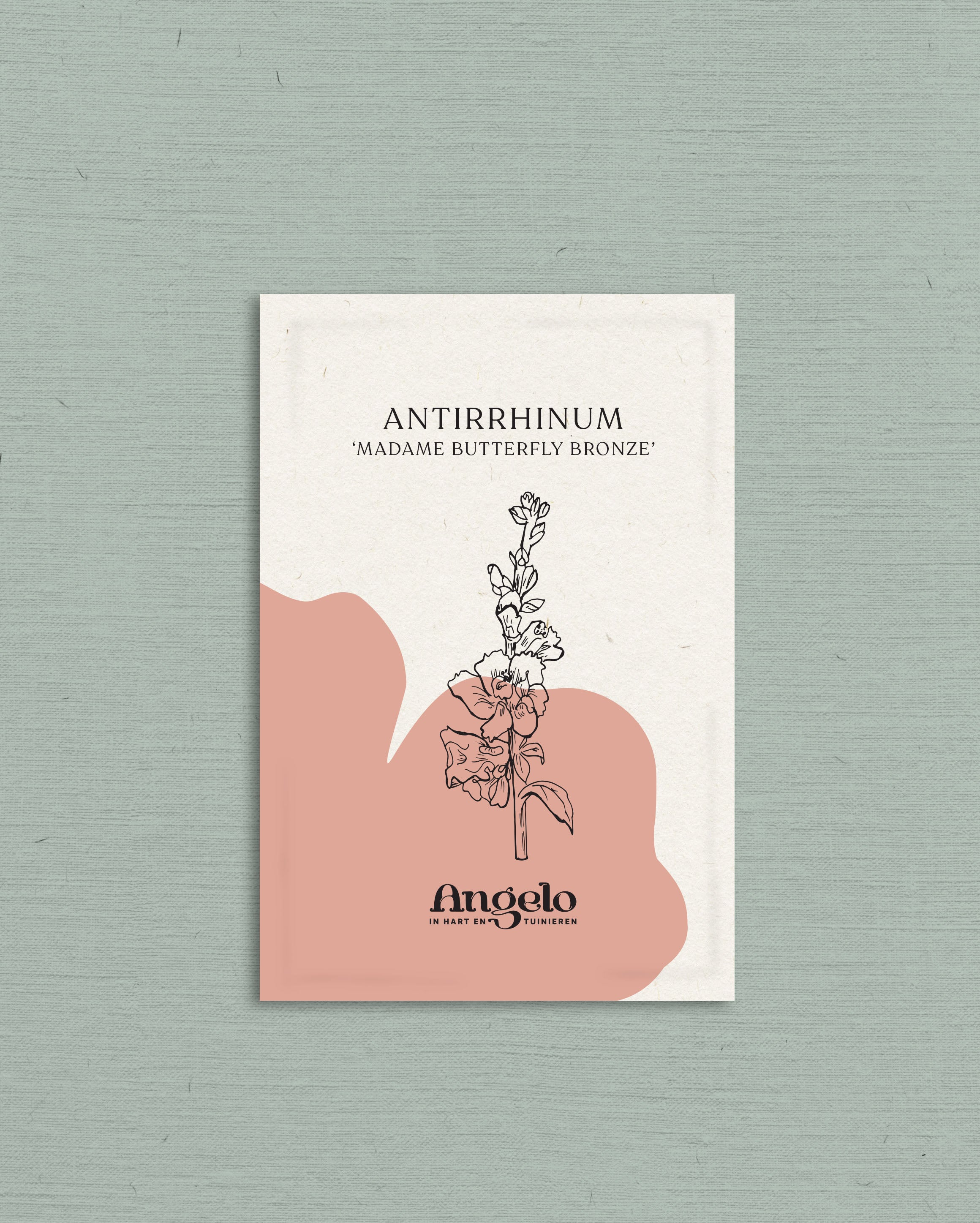 Antirrhinum majus &