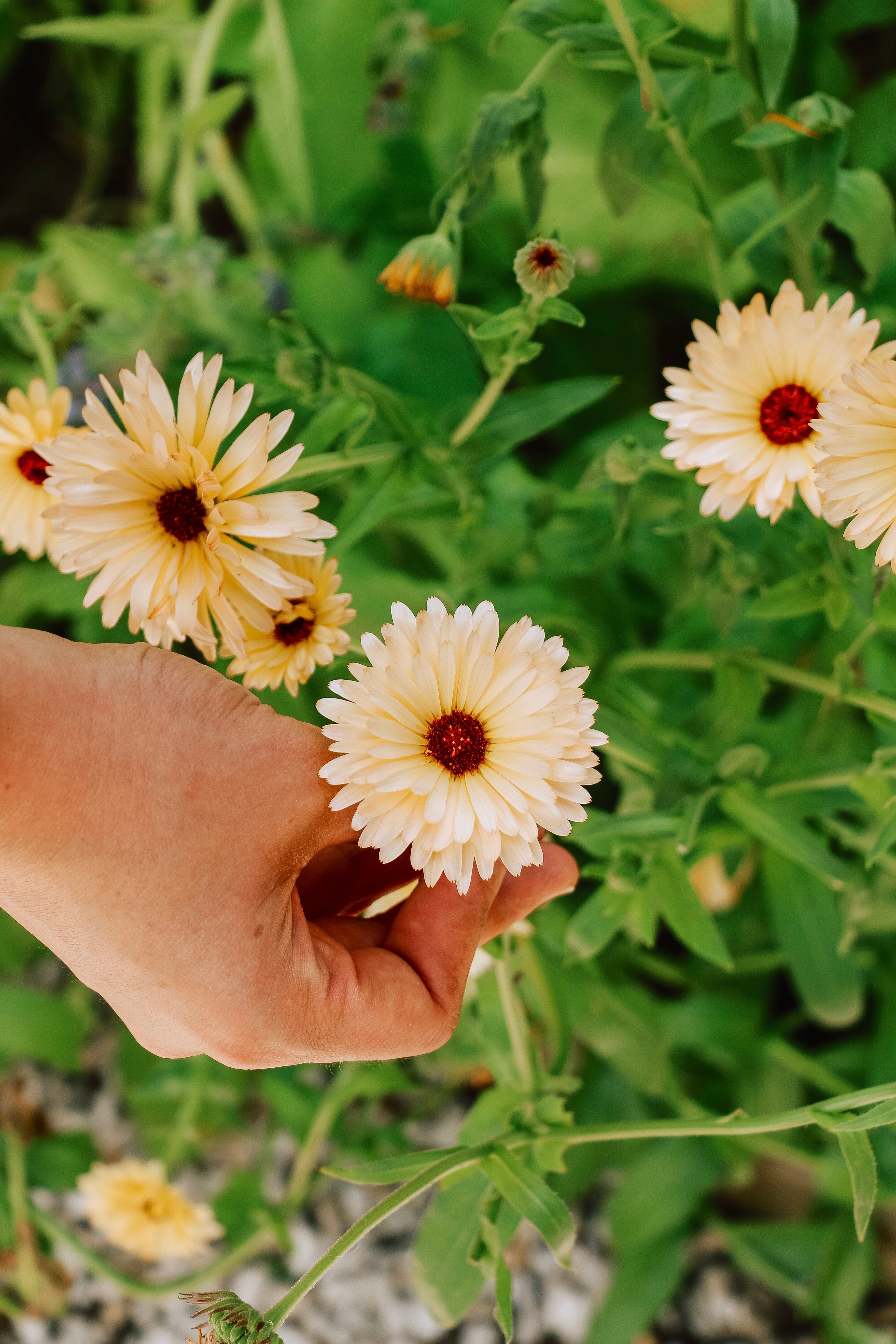 Calendula officinalis &