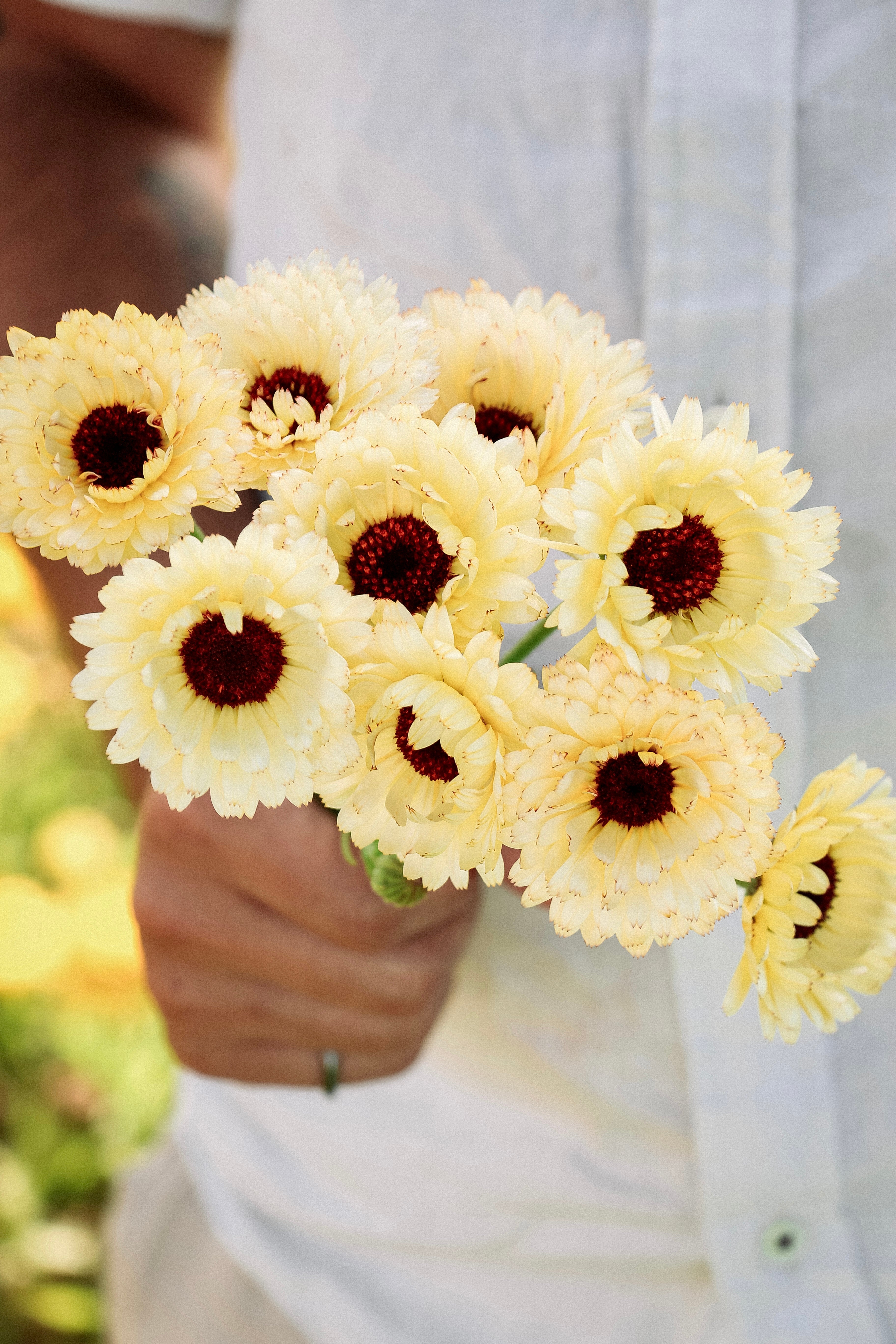 Calendula officinalis &