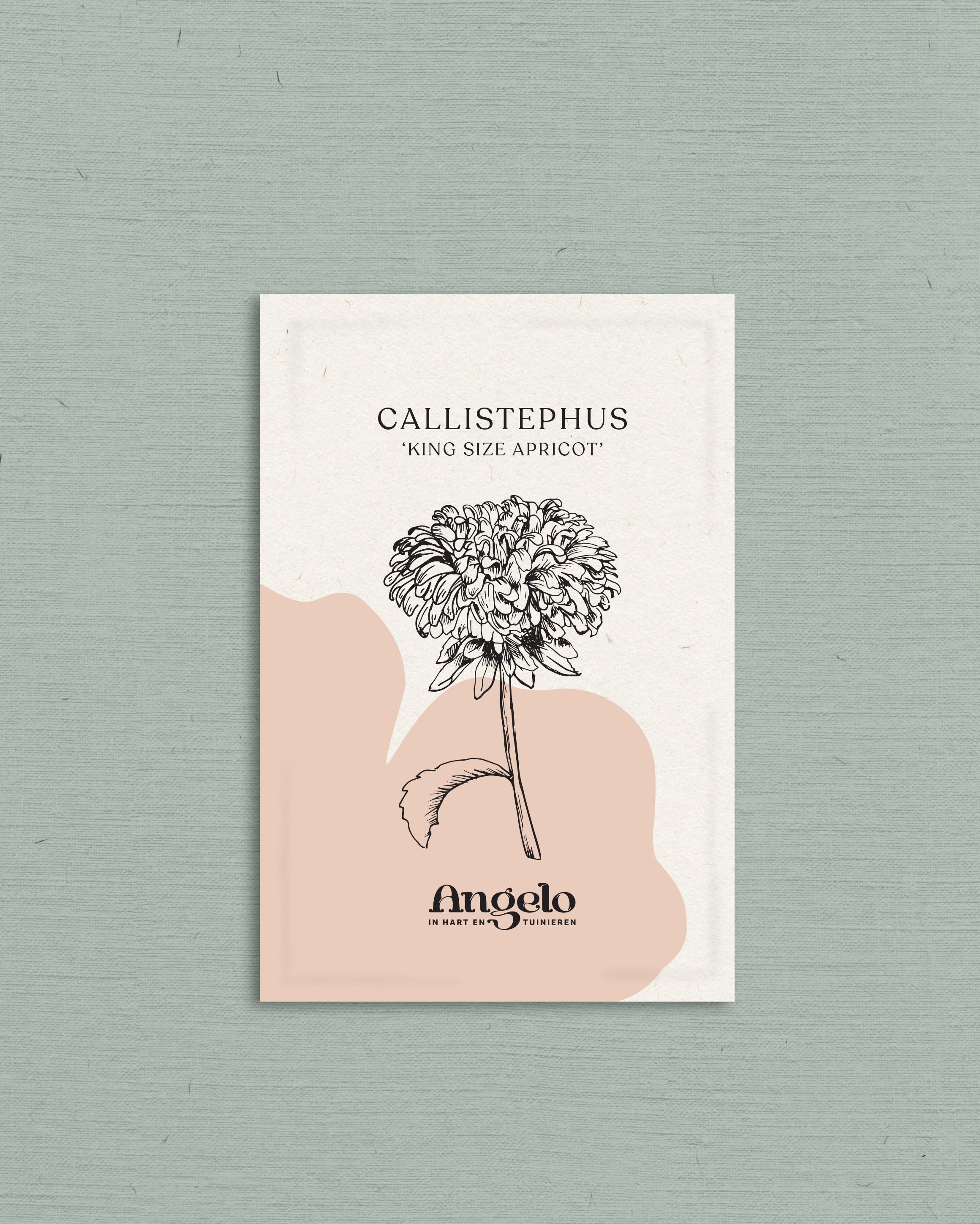 Callistephus chinensis 'king size apricot'-Angelo