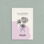 Callistephus chinensis 'the roses mixture'-Angelo