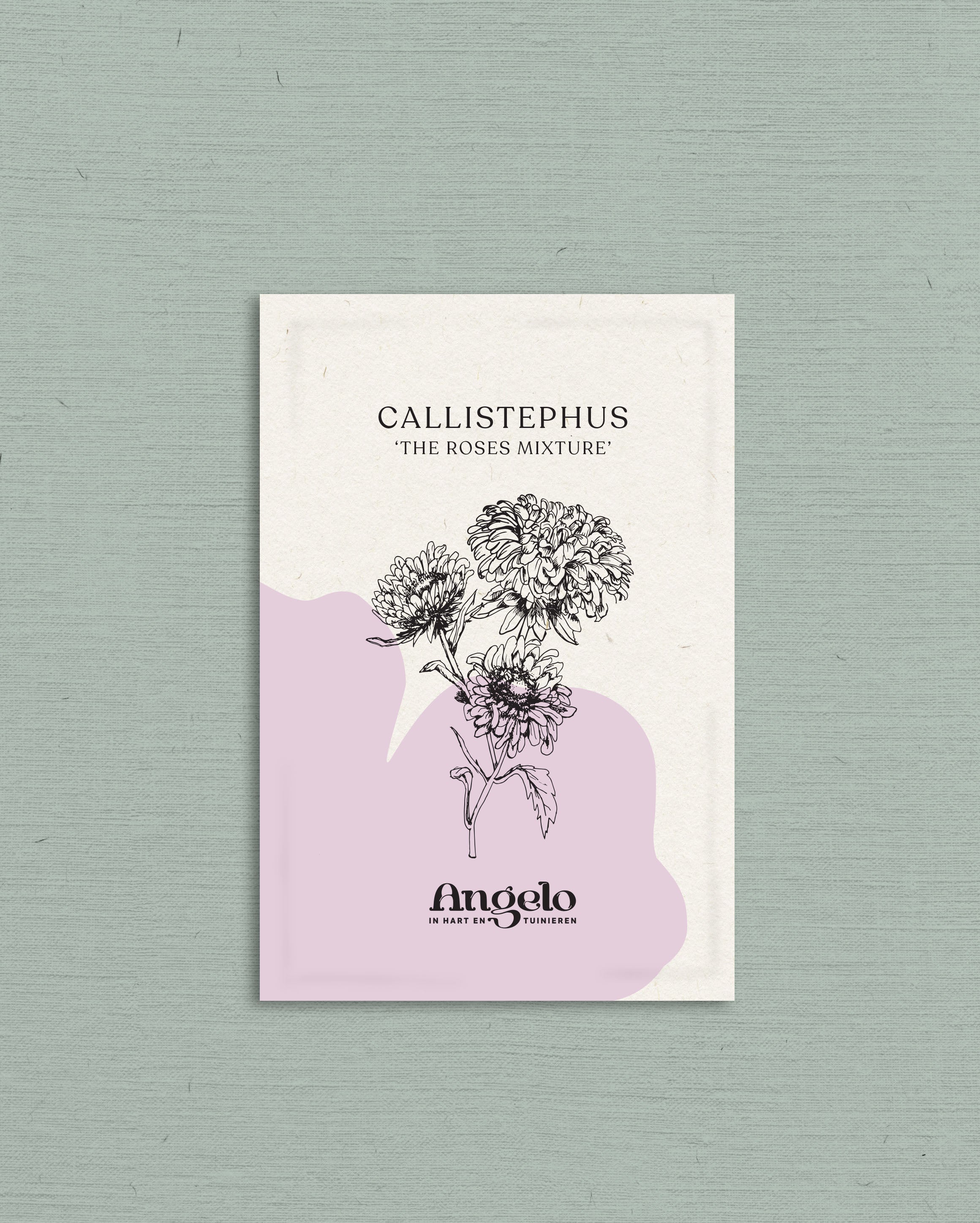 Callistephus chinensis 'the roses mixture'-Angelo