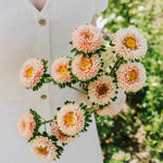 Callistephus chinensis 'matsumoto apricot'-Angelo