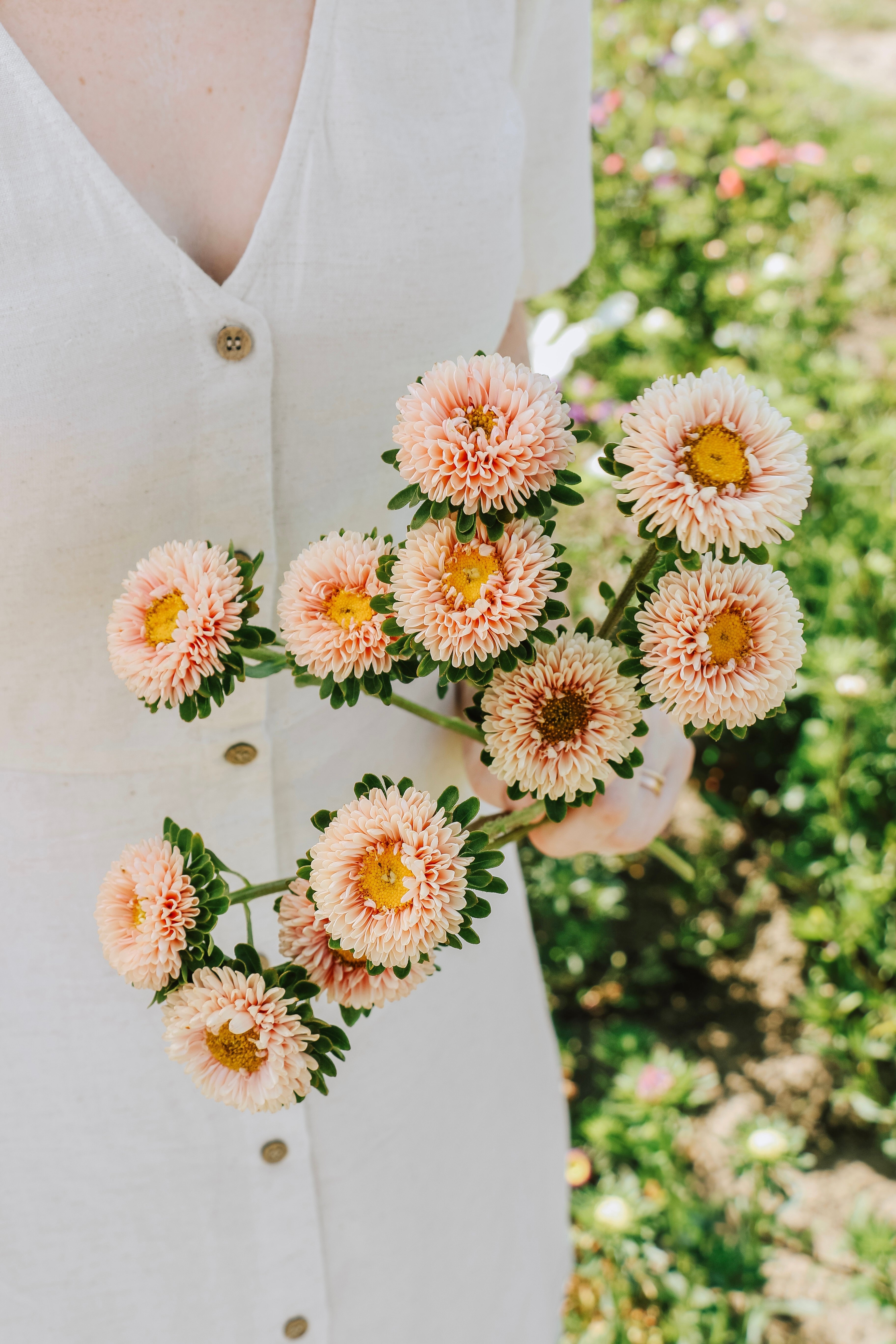 Callistephus chinensis 'matsumoto apricot'-Angelo