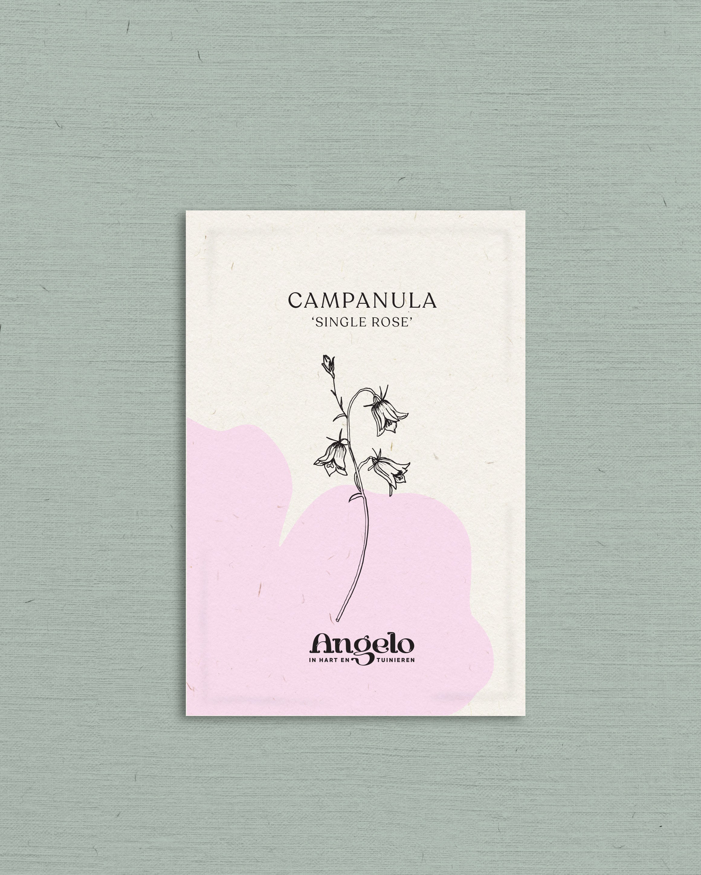 Campanula medium &