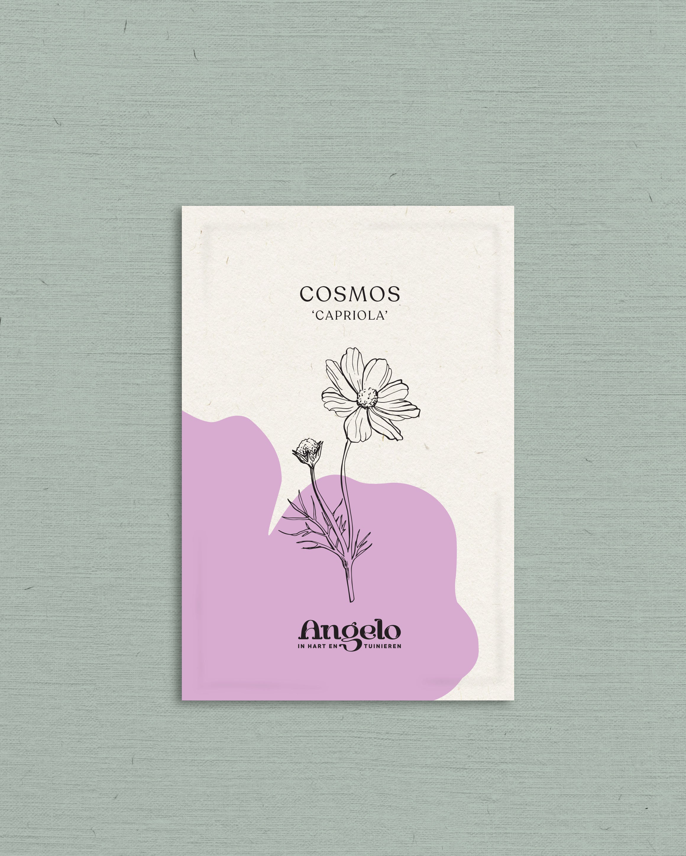 Cosmos bipinnatus &