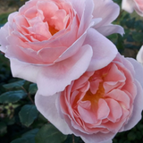 Struikroos 'Caroline's Heart'-Angelo