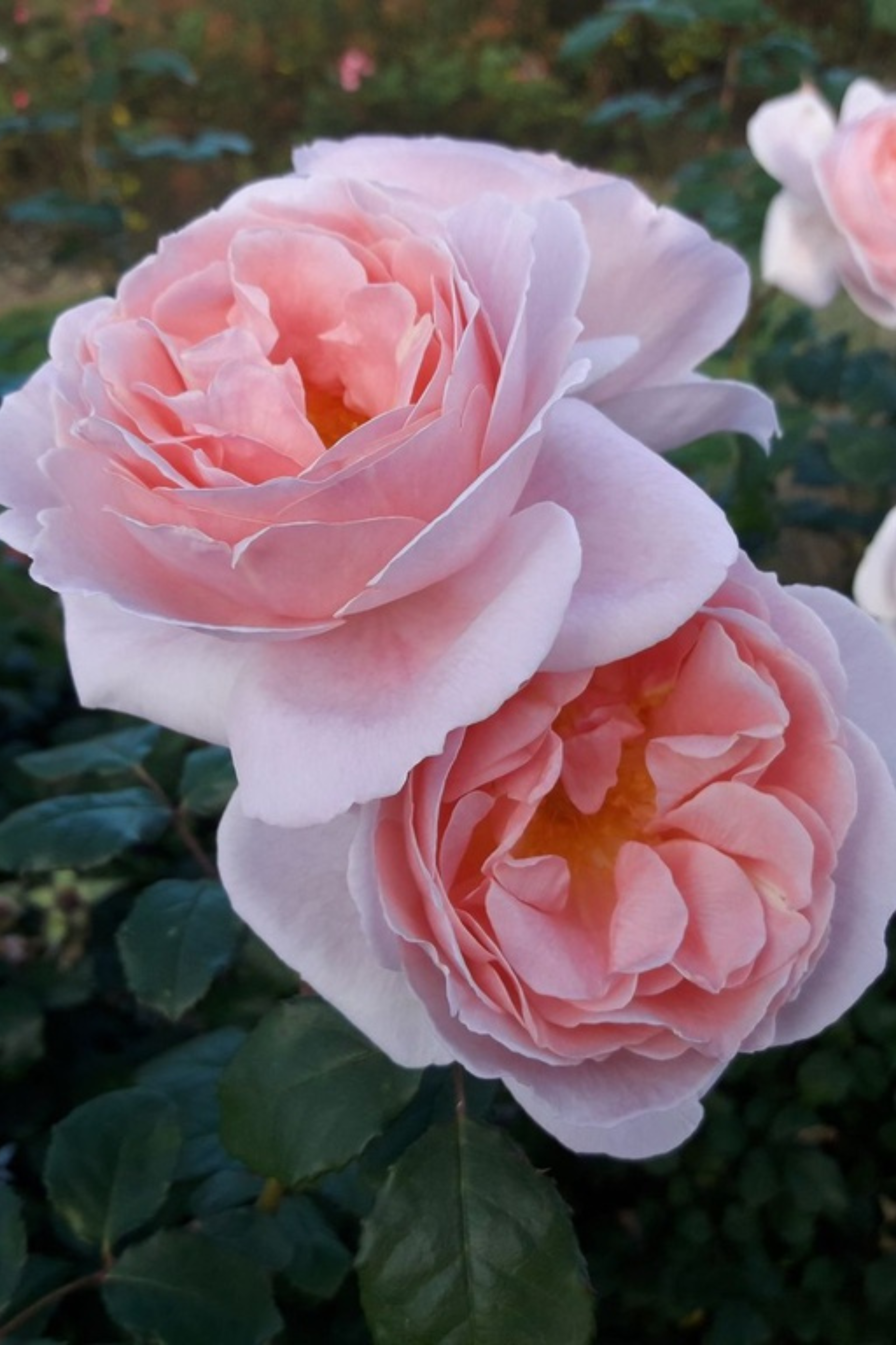 Struikroos 'Caroline's Heart'-Angelo