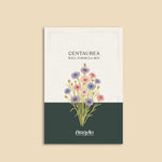 Centaurea cyanus 'ball formula mix'-Angelo