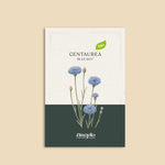 Centaurea cyanus 'blue boy'-Angelo
