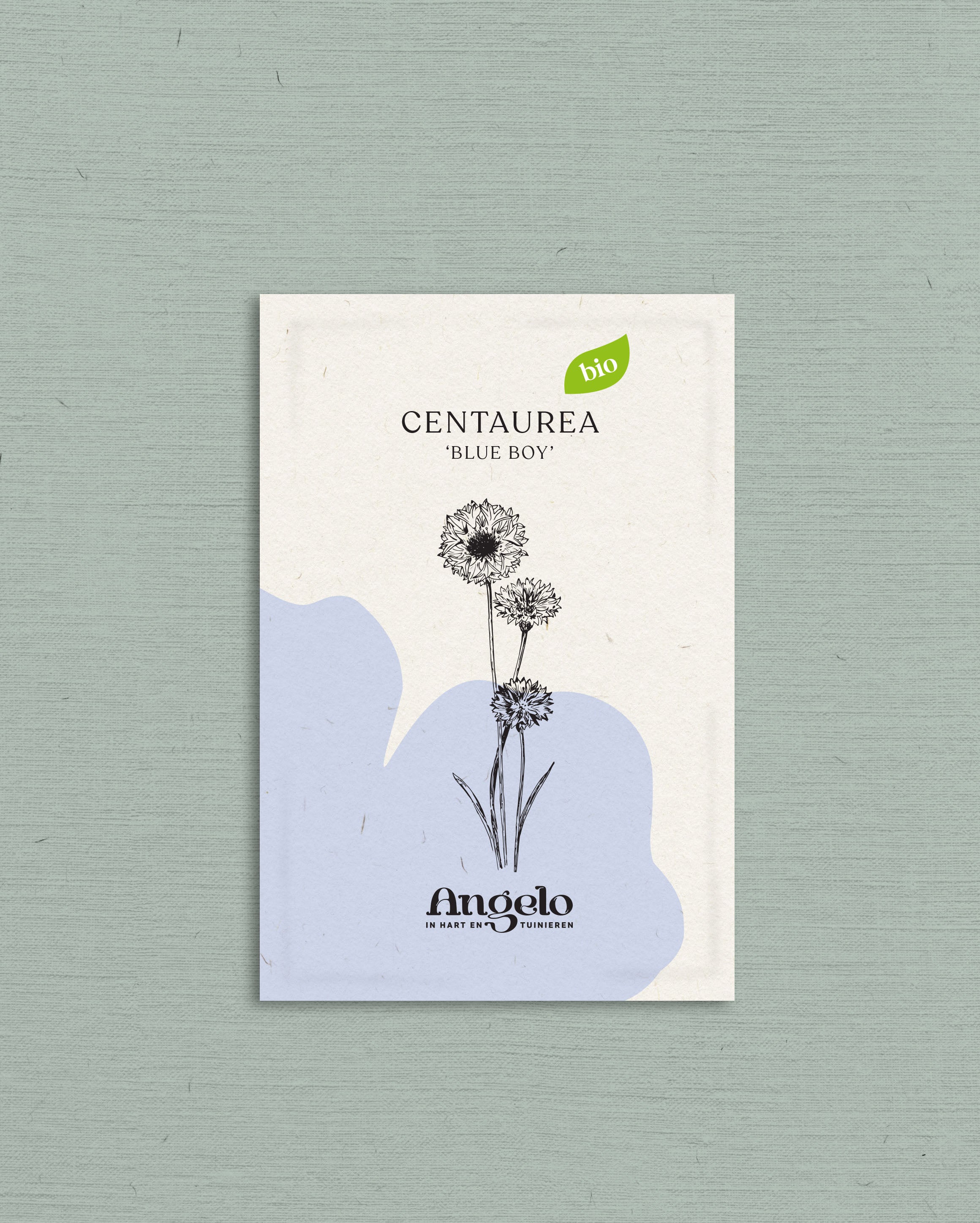 Centaurea cyanus &