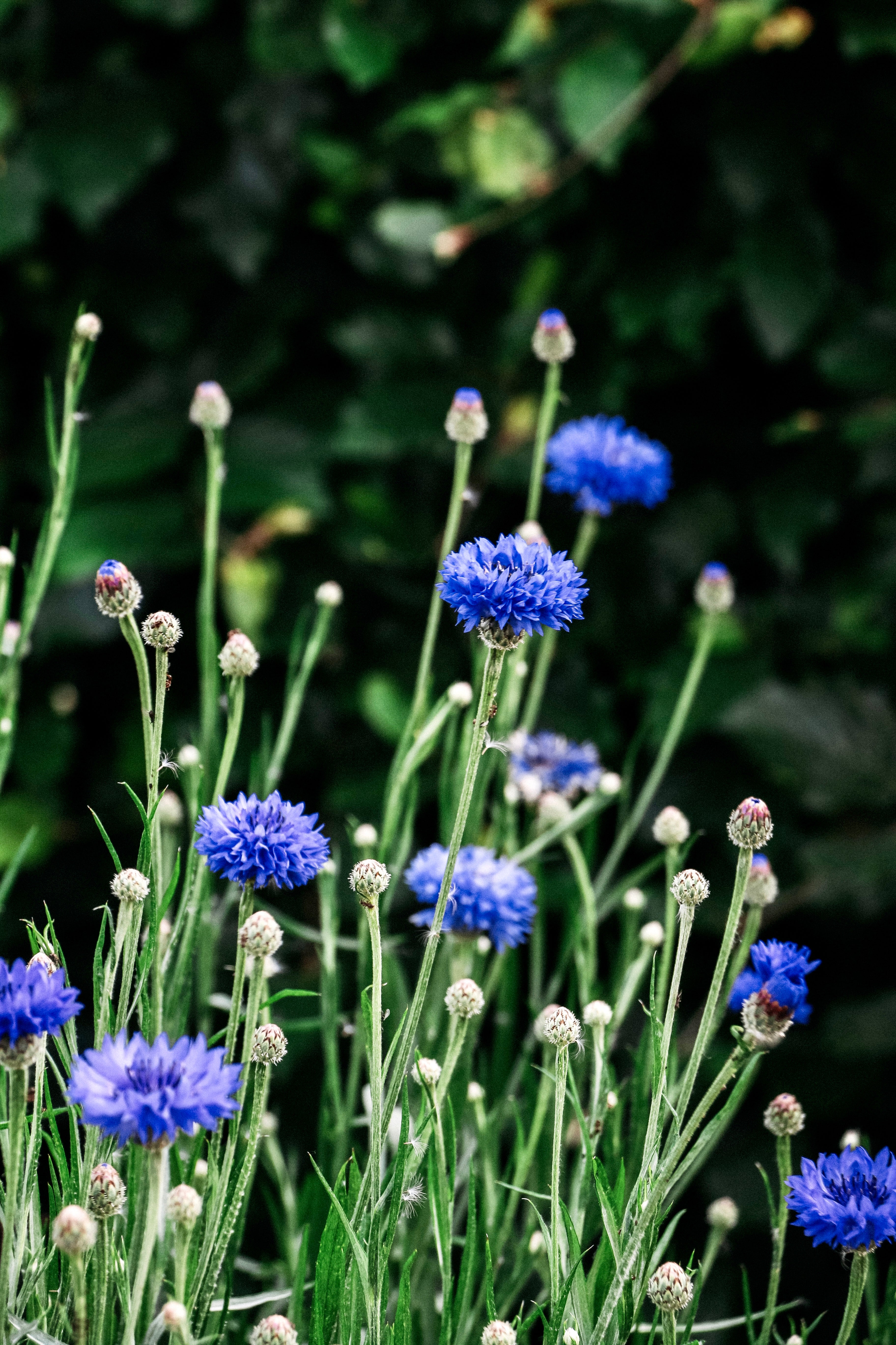 Centaurea cyanus &