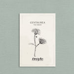 Centaurea imperialis 'The Bride'-Angelo