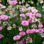Centaurea cyanus 'ball pink'-Angelo