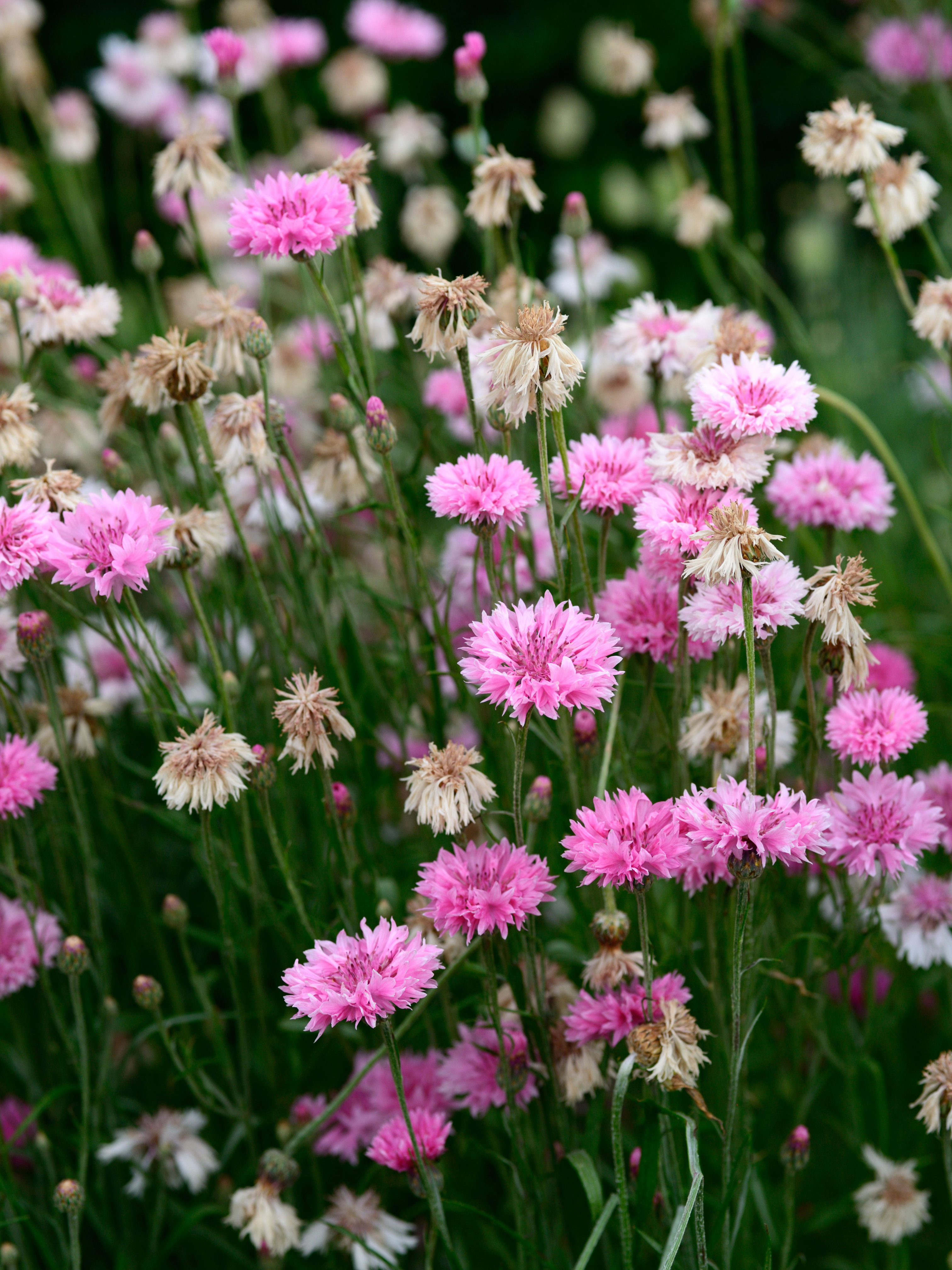 Centaurea cyanus 'ball pink'-Angelo