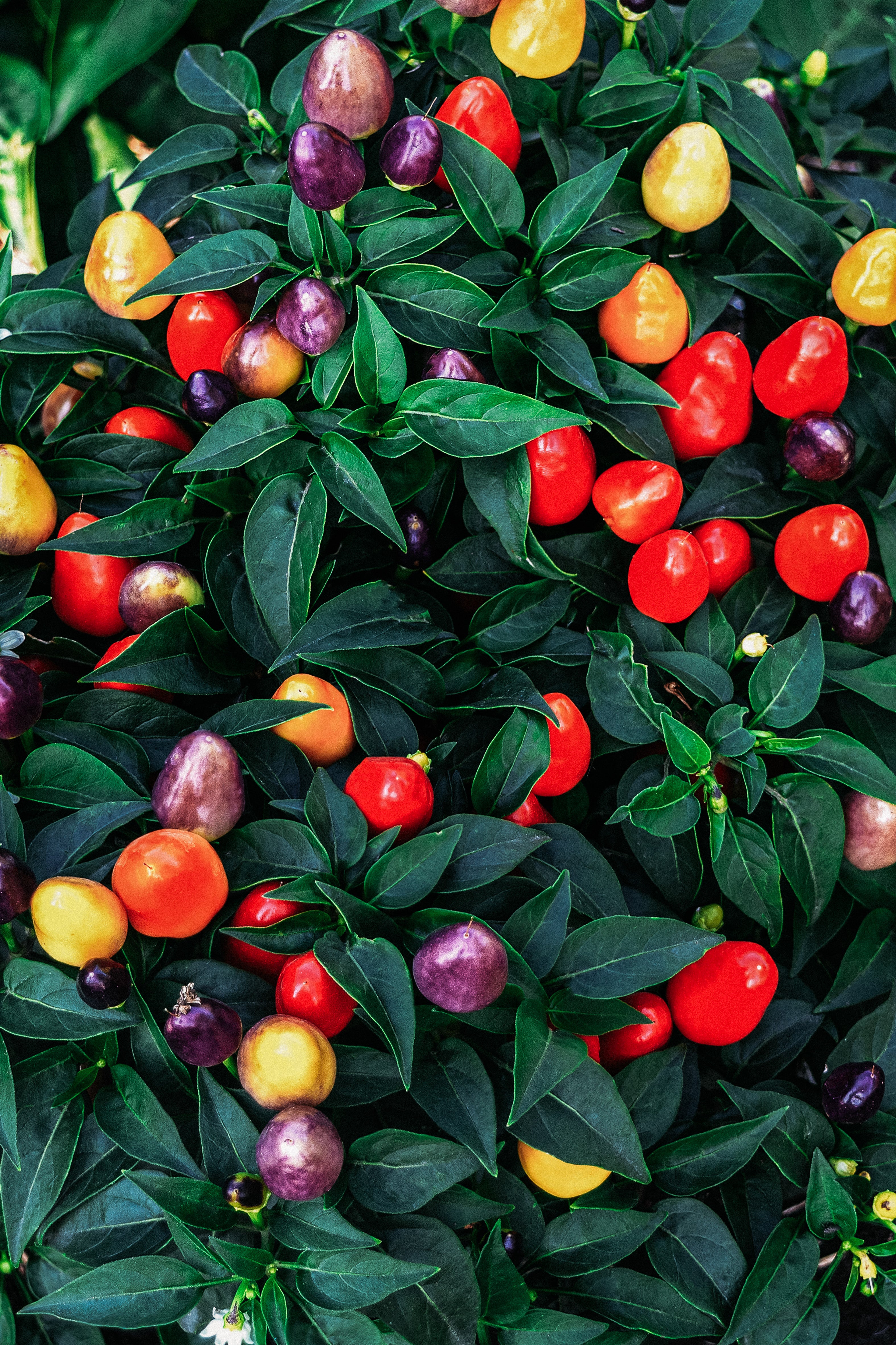 Chilipeper &