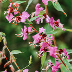 Clarkia ungulata-Angelo