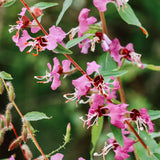 Clarkia ungulata-Angelo