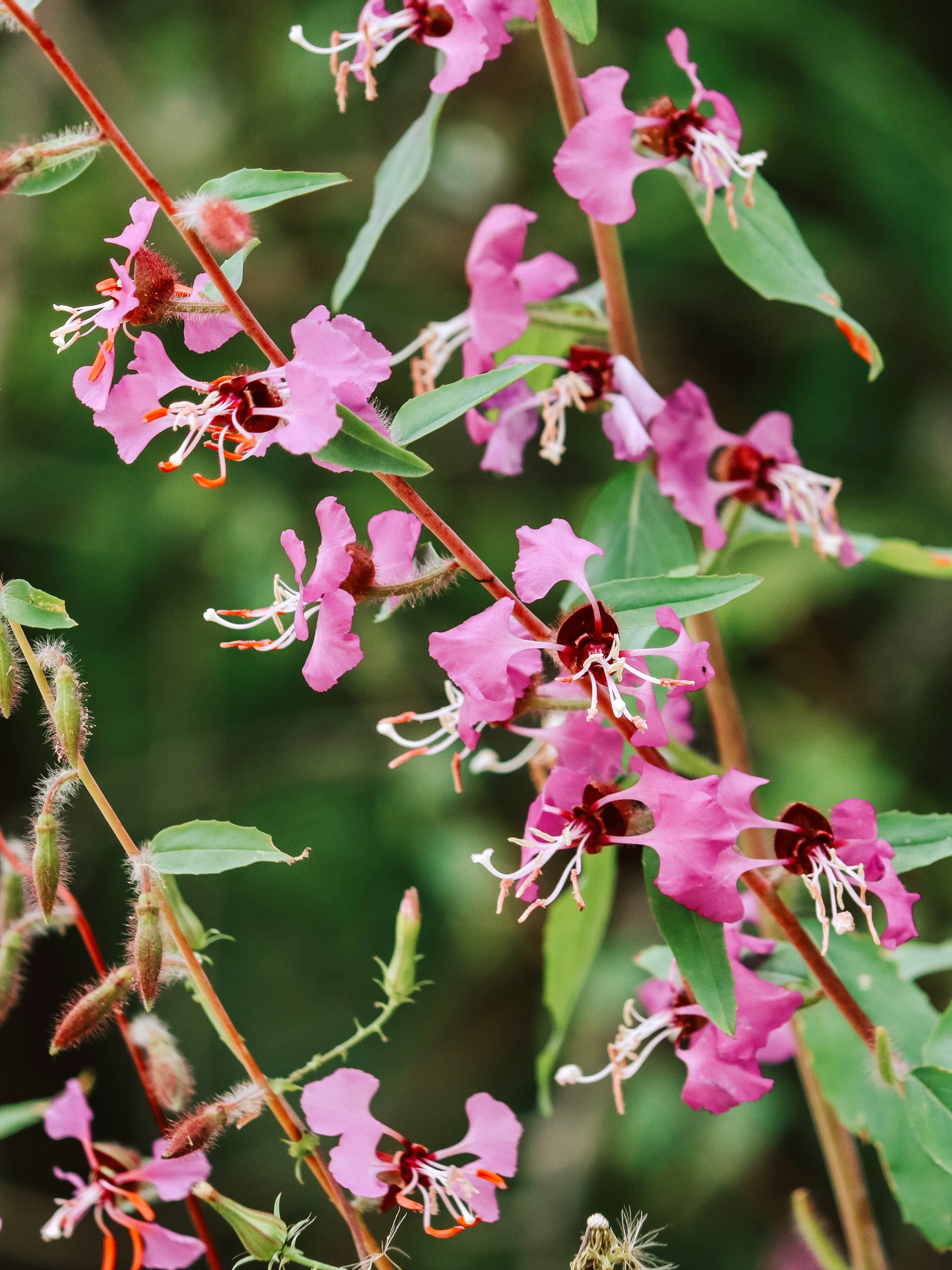 Clarkia ungulata-Angelo