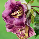 Cobaea scandens-Angelo