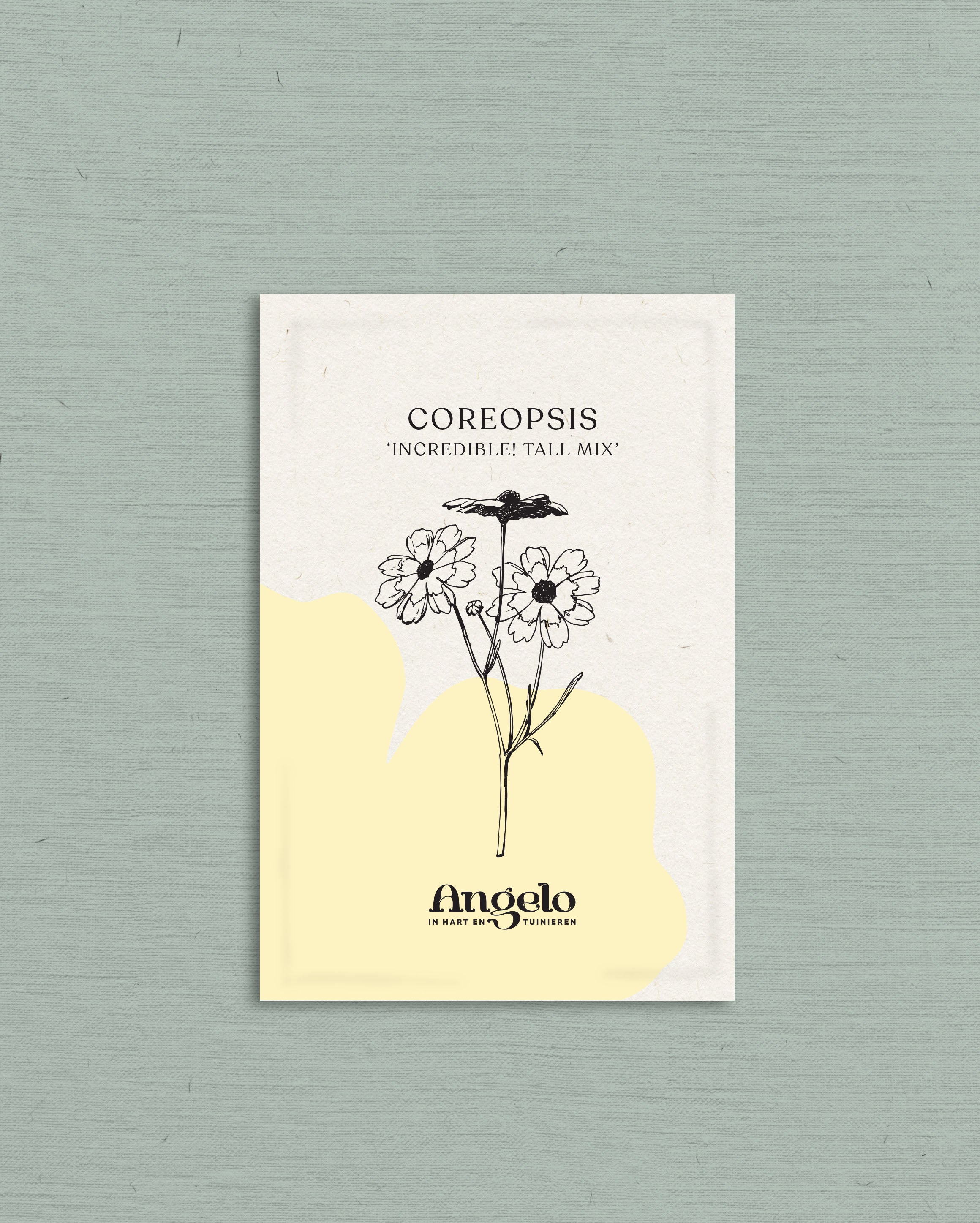Coreopsis hybrida &