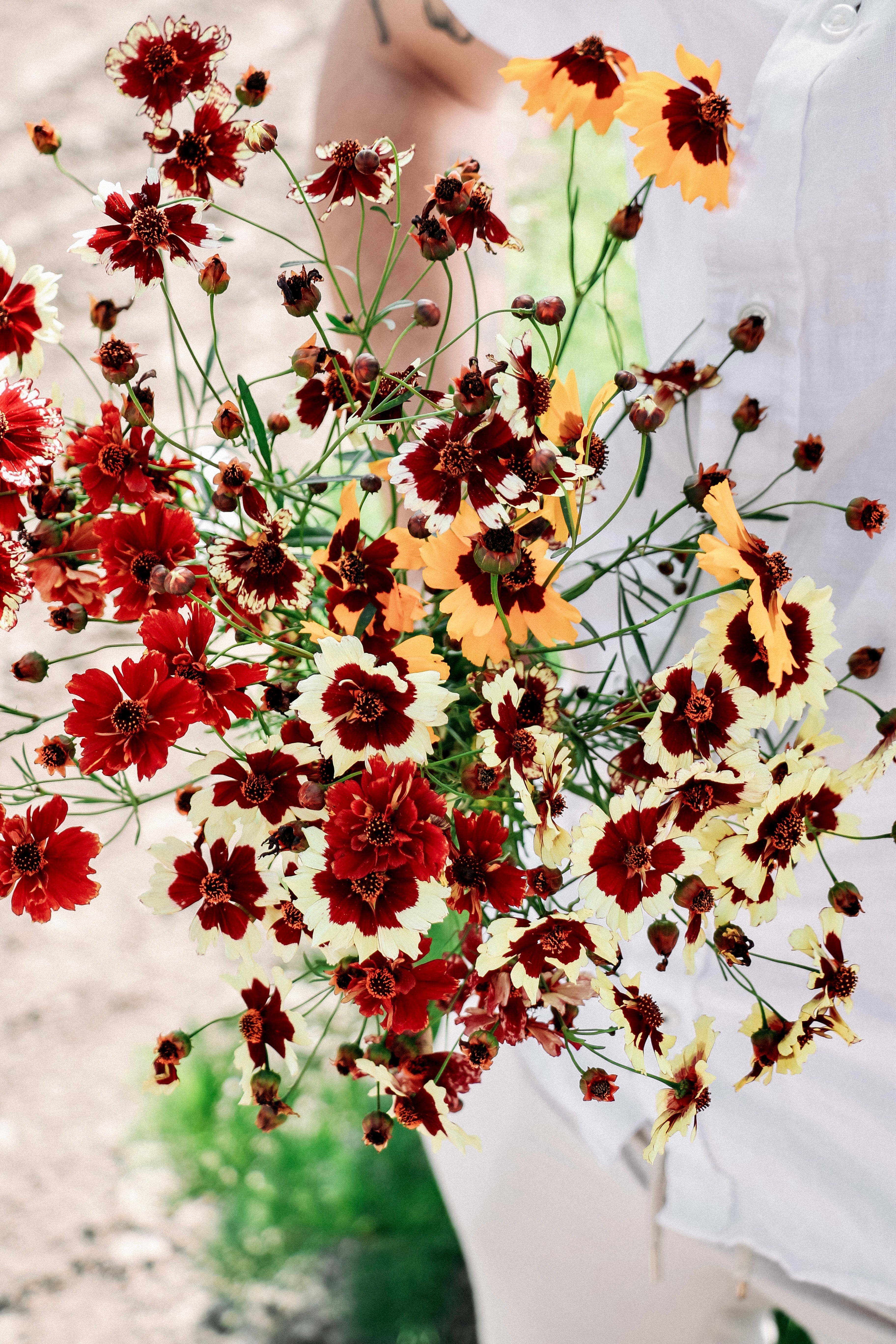 Coreopsis hybrida &
