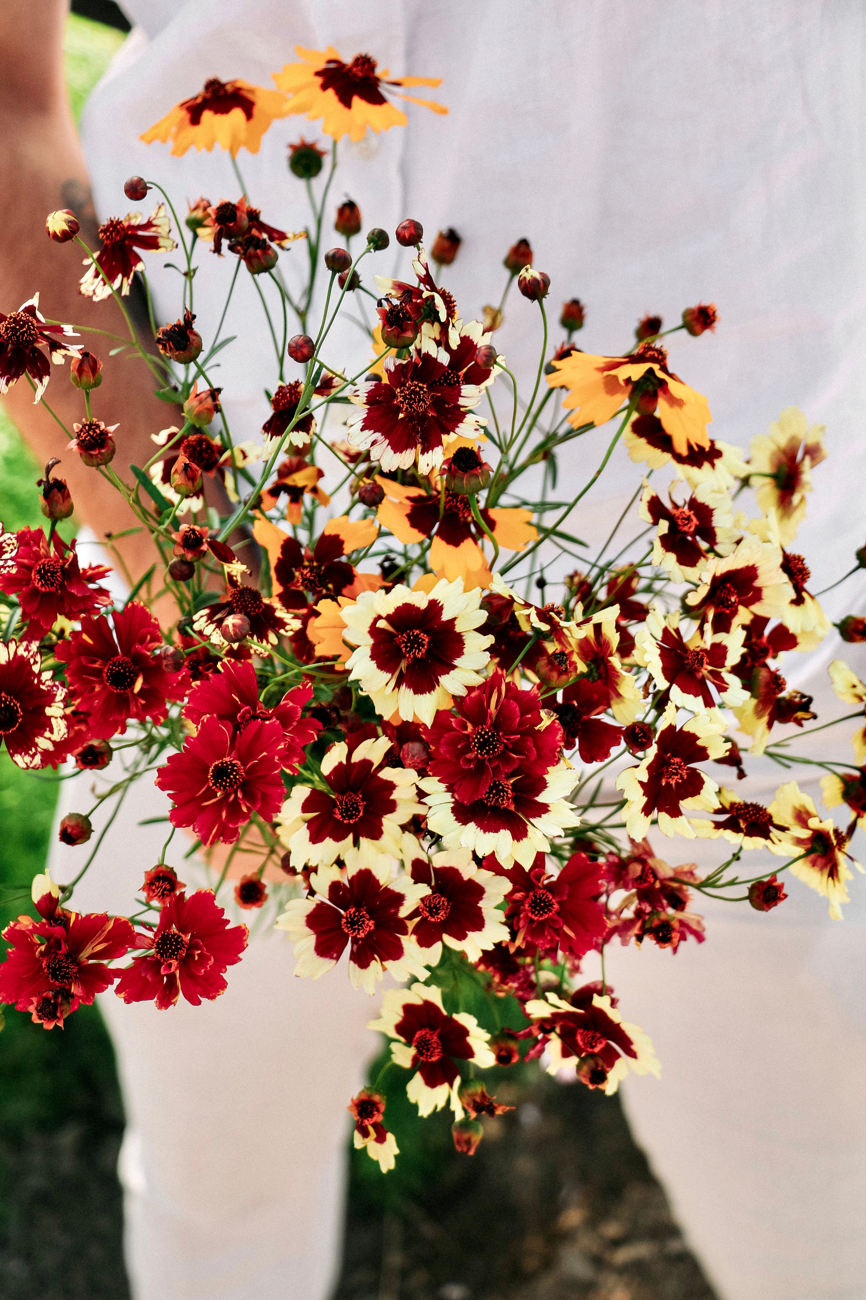 Coreopsis hybrida &