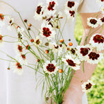 Coreopsis hybrida 'incredible! swirl'-Angelo