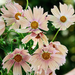 Cosmos bipinnatus 'apricot lemonade'-Angelo