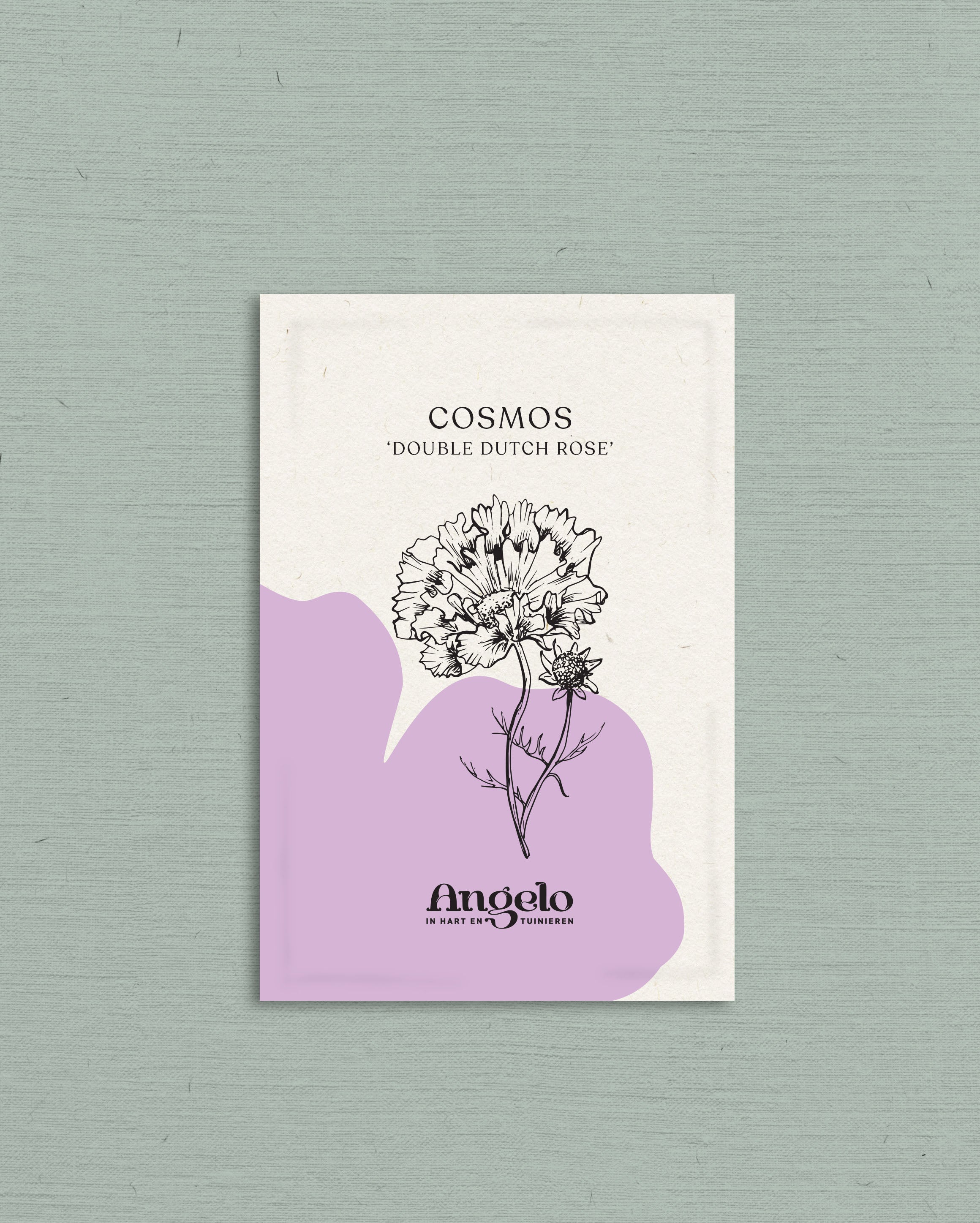 Cosmos bipinnatus &
