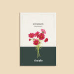 Cosmos bipinnatus 'Fandango'-Angelo