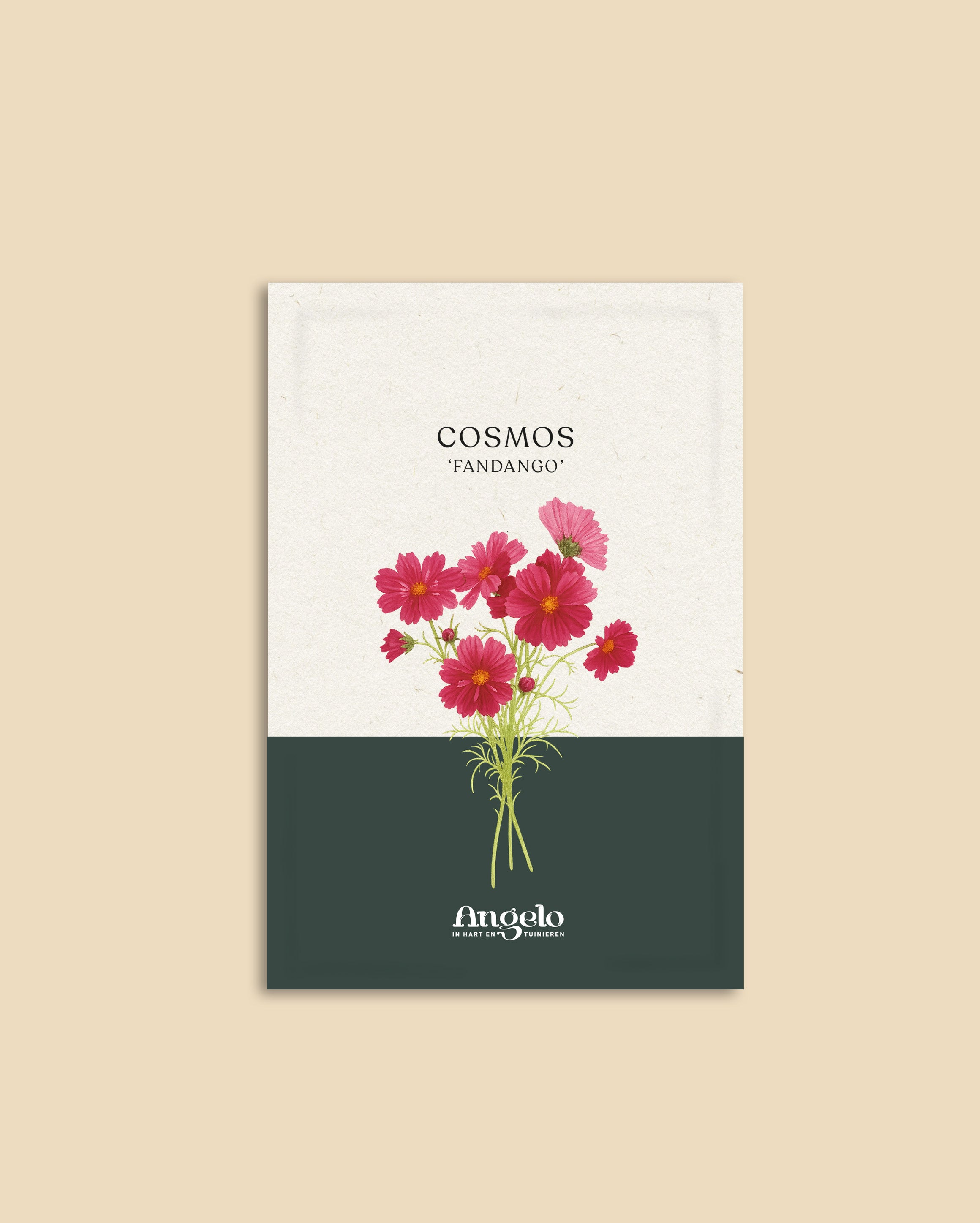 Cosmos bipinnatus 'Fandango'-Angelo