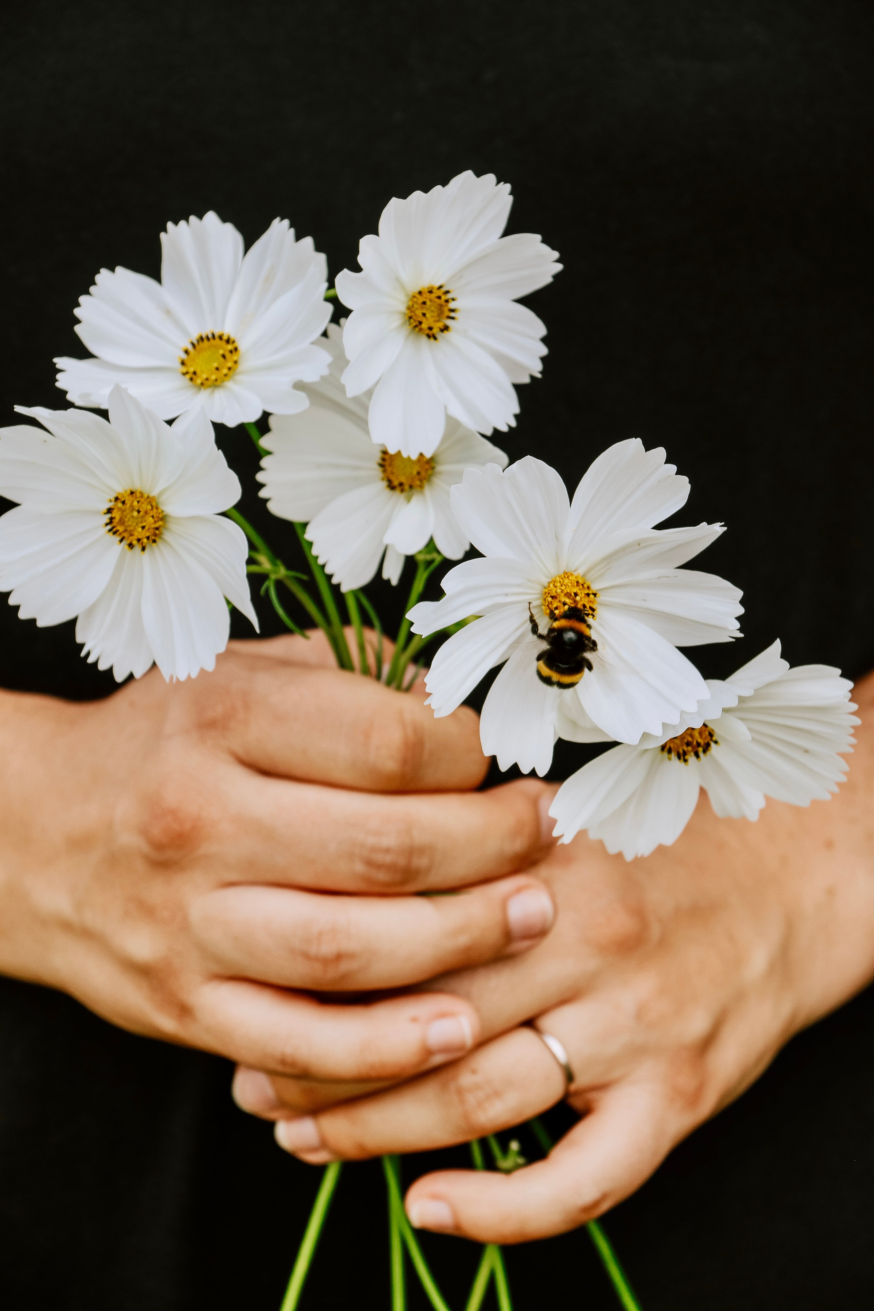 Cosmos bipinnatus 'White'-Angelo