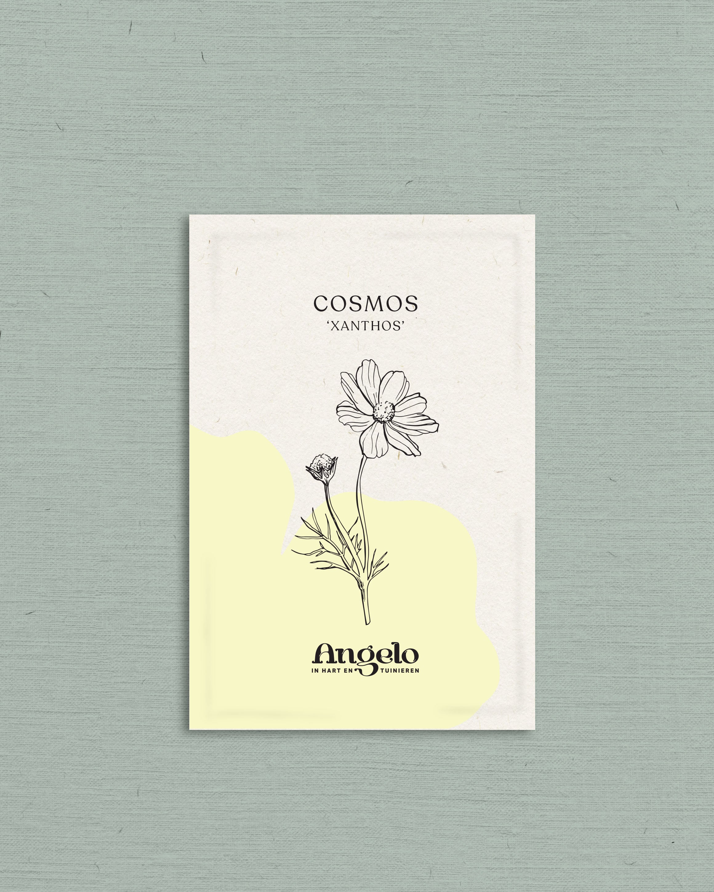 Cosmos bipinnatus 'xanthos'-Angelo