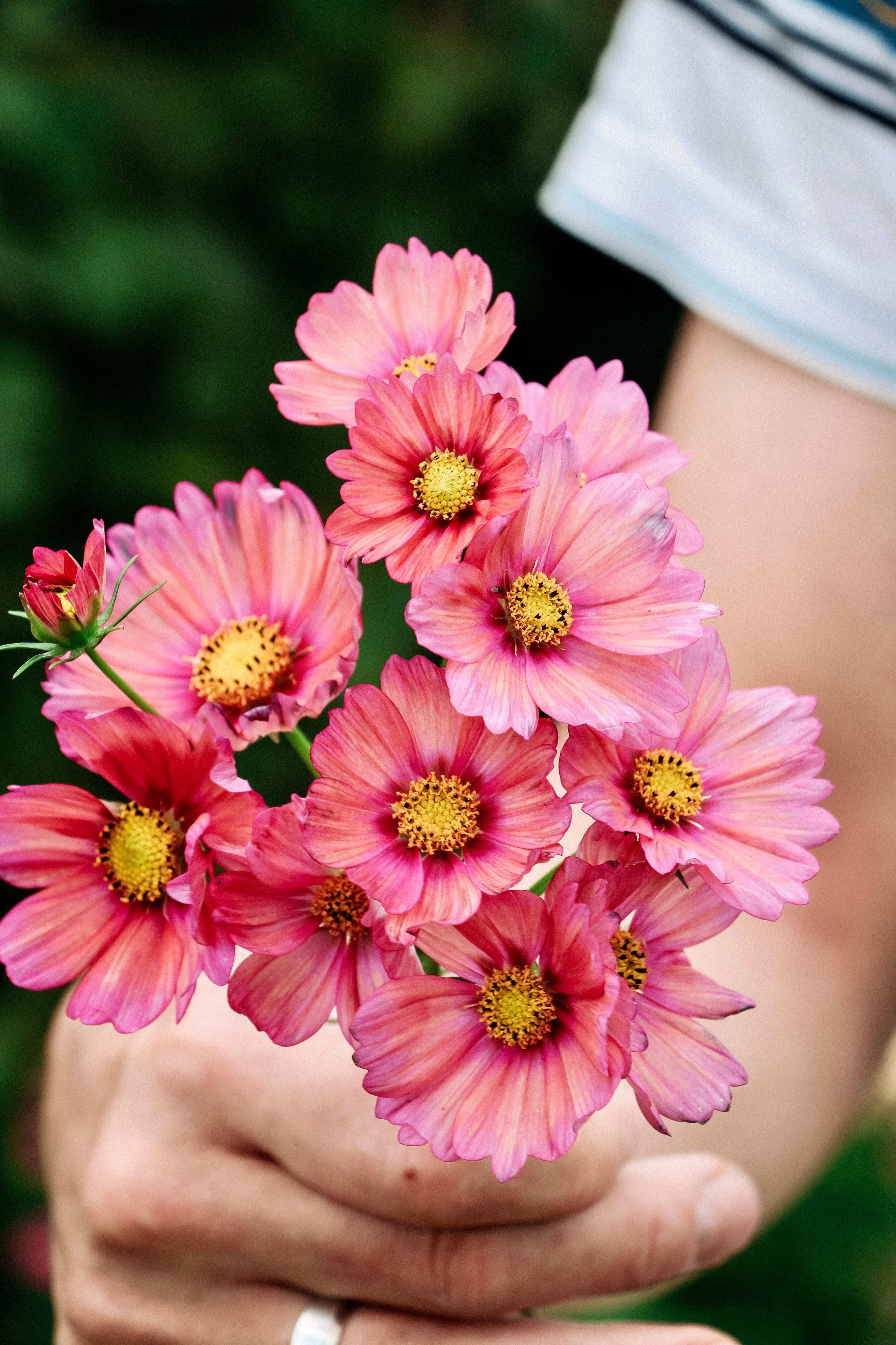Cosmos bipinnatus &