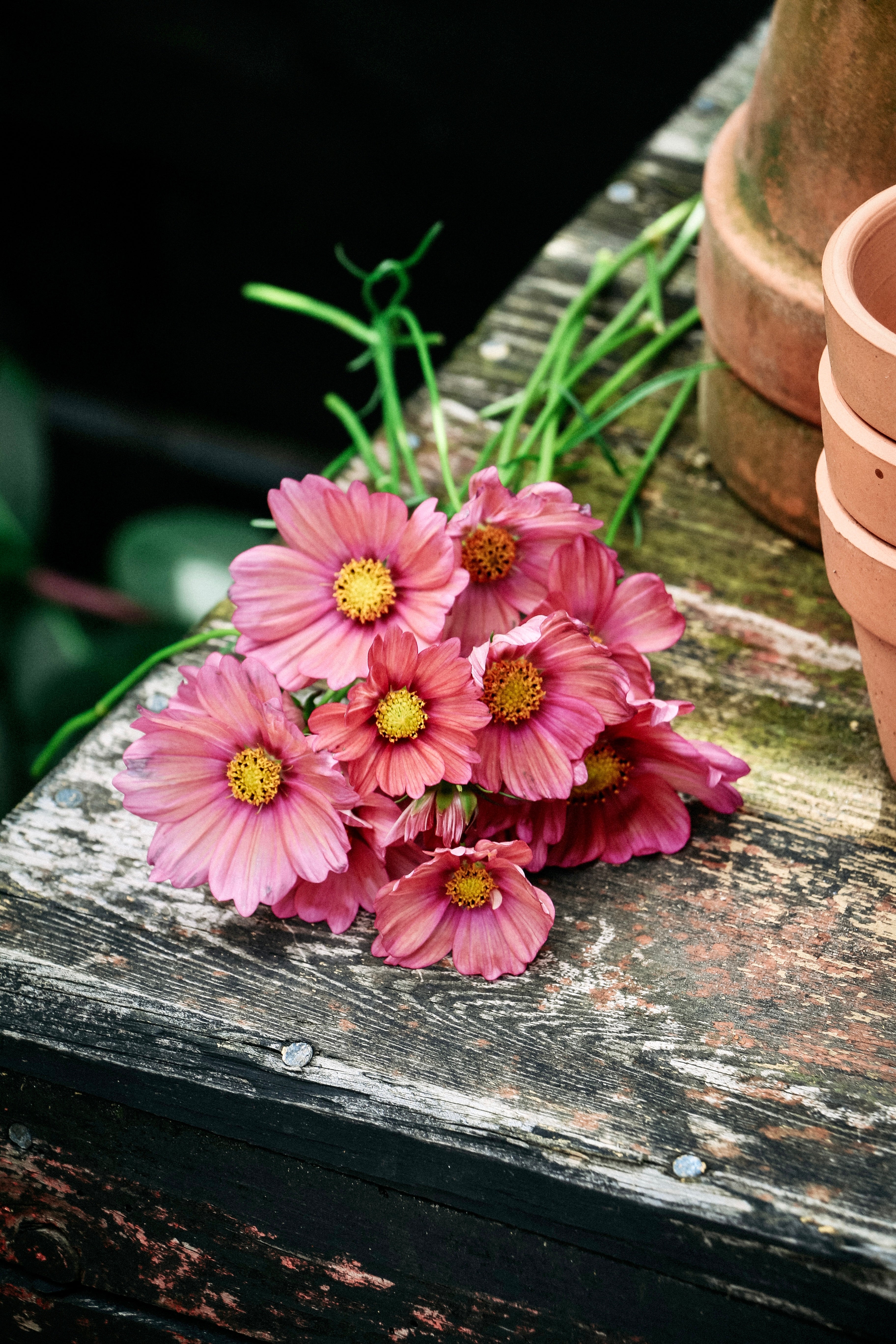 Cosmos bipinnatus &