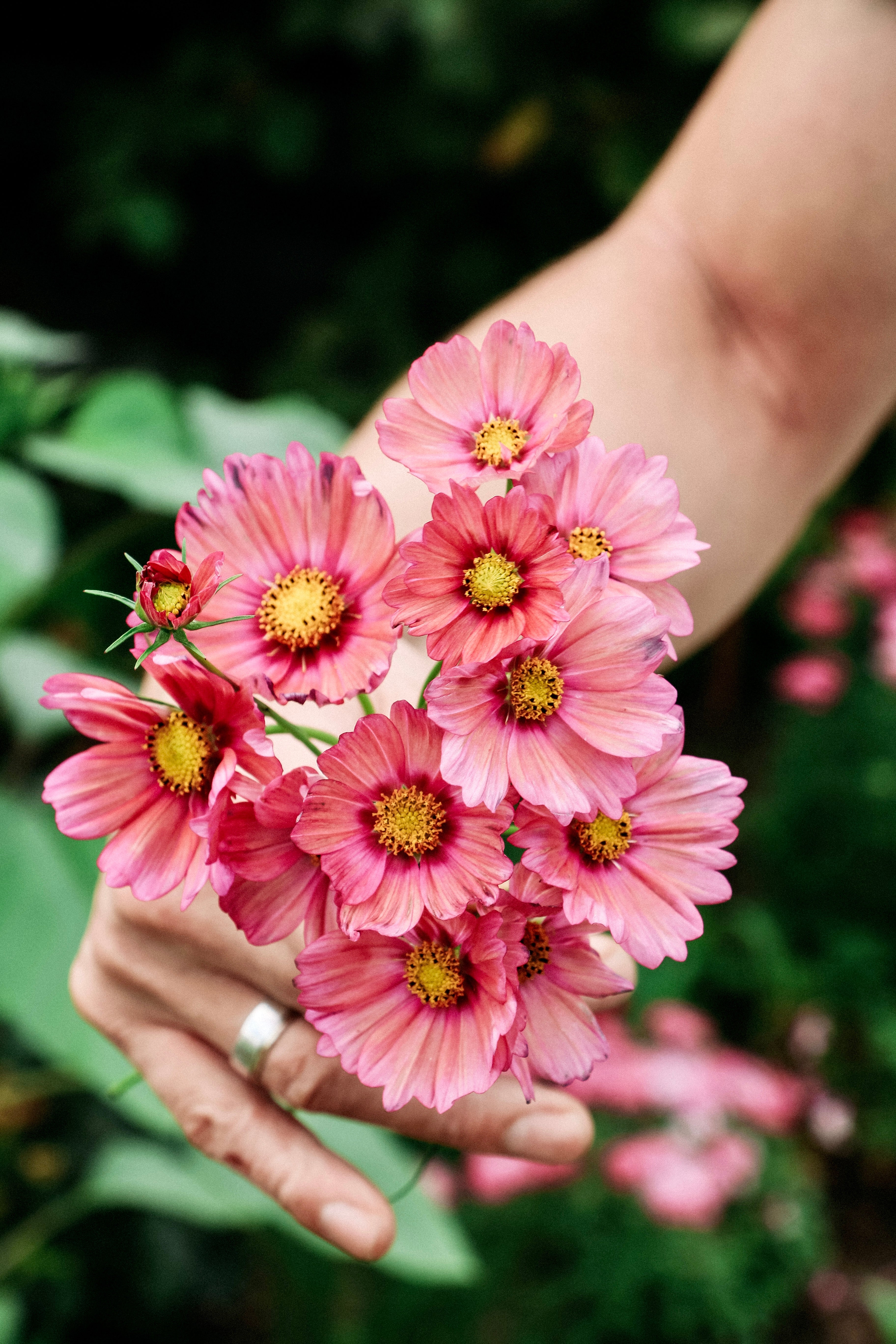 Cosmos bipinnatus &