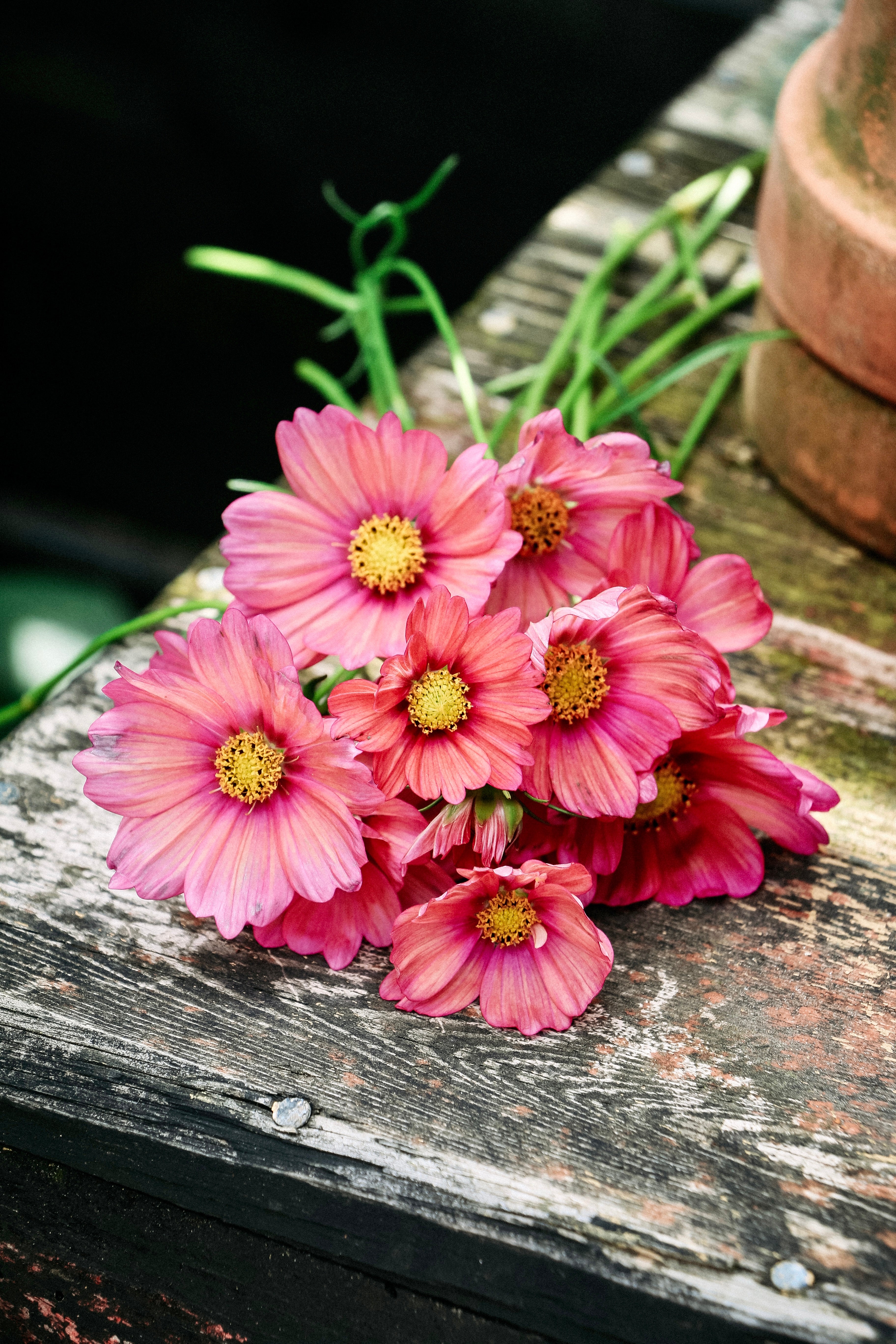 Cosmos bipinnatus &