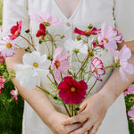 Cosmos bipinnatus 'Cottage Mix'-Angelo