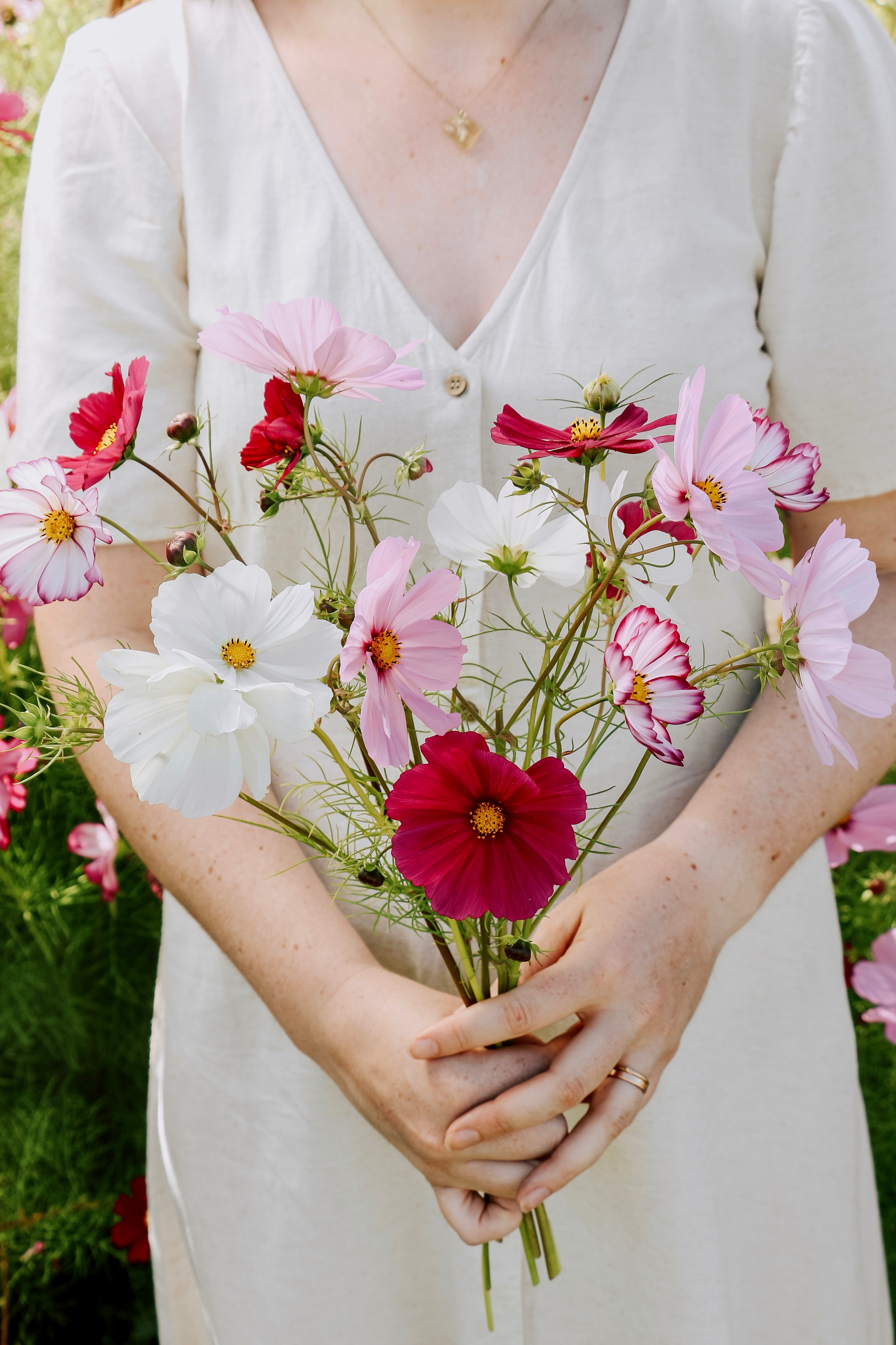 Cosmos bipinnatus 'Cottage Mix'-Angelo